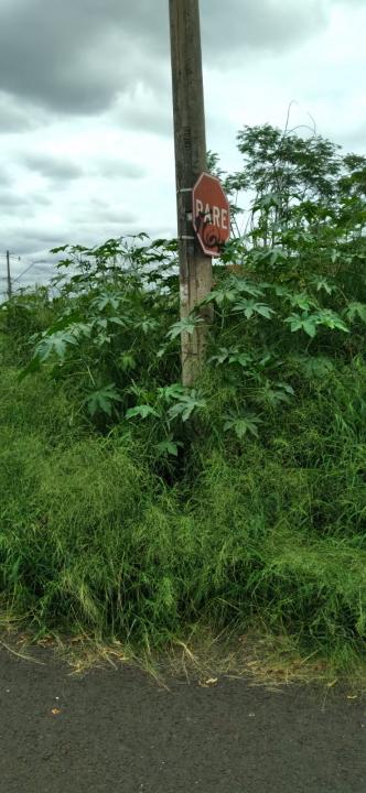 Foto 2 de 6 — Morador reclama de terreno abandonado em Araraquara; 'já vi escorpiões, aranhas e ratos'